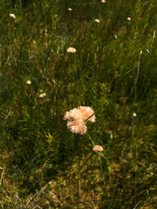 Photo By: Stephen M. Young. Photo taken: Franklin County, NY on 30 July 2019